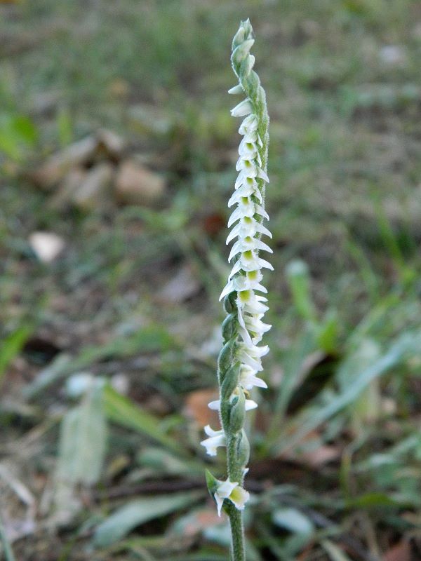 Spiranthes spiralis